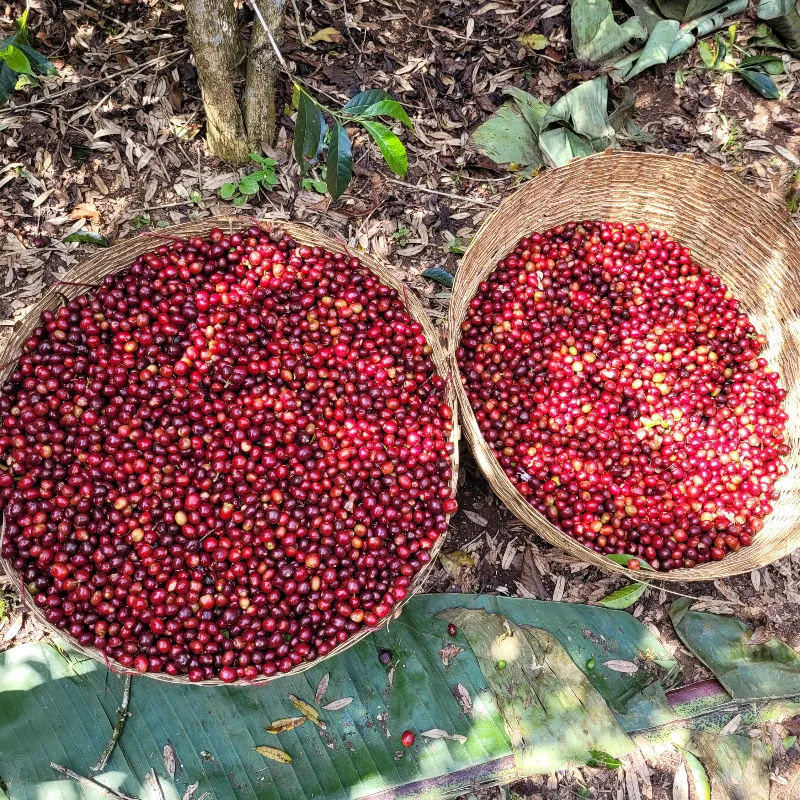 Ethiopia Coffee